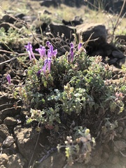 Scutellaria tuvensis