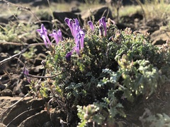 Scutellaria tuvensis