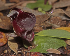 Corybas unguiculatus