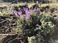 Scutellaria tuvensis