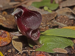 Corybas unguiculatus