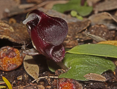 Corybas unguiculatus