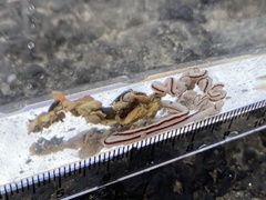 Baseodiscus hemprichii
