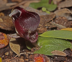 Corybas unguiculatus