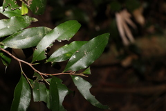 Diospyros pentamera