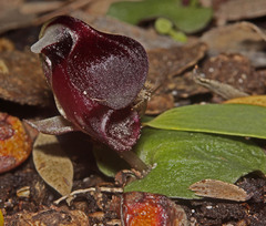 Corybas unguiculatus