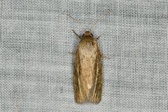 Heliocheilus moribunda