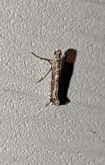 Neurobathra strigifinitella