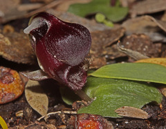 Corybas unguiculatus