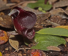 Corybas unguiculatus