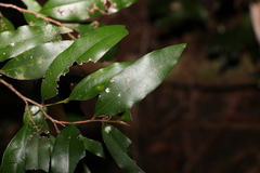 Diospyros pentamera