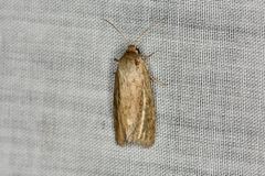 Heliocheilus moribunda