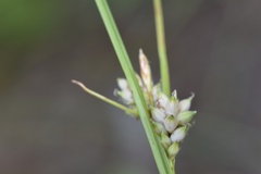 Carex tenax