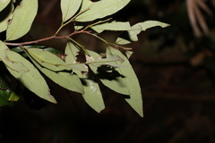 Diospyros pentamera