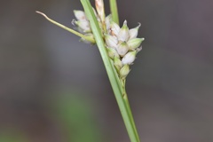 Carex tenax