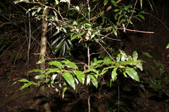 Diospyros pentamera