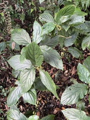 Paraphlomis javanica