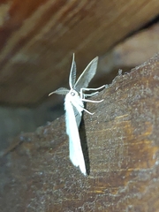 Cabera exanthemata