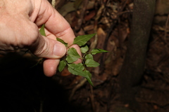 Jasminum singuliflorum