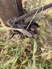 Austronomus australis