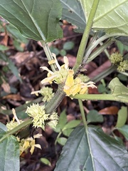 Paraphlomis javanica