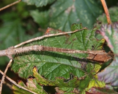 Argosarchus horridus