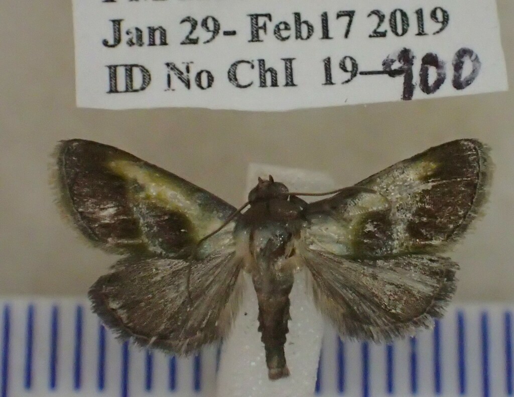 Acontia sollemnis