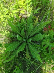 Cirsium acaule