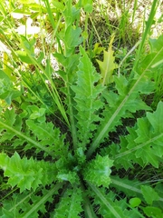 Cirsium acaule