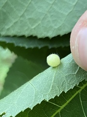 Caryomyia cilidolium