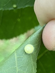 Caryomyia cilidolium