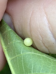 Caryomyia cilidolium