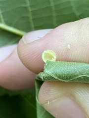 Caryomyia cilidolium