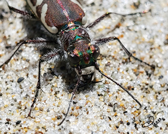 Cicindela bellissima