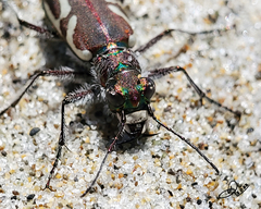 Cicindela bellissima