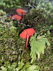 Cortinarius vinicolor