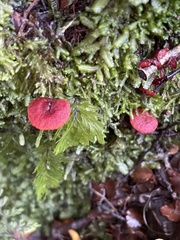 Cortinarius vinicolor