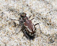 Cicindela bellissima