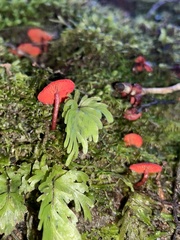 Cortinarius vinicolor