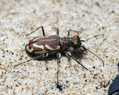 Cicindela bellissima