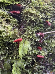 Cortinarius vinicolor