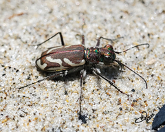 Cicindela bellissima