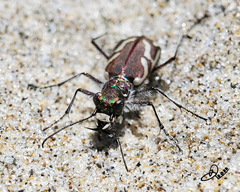 Cicindela bellissima