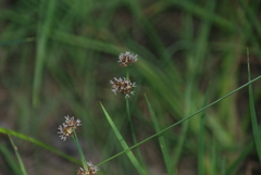 Juncus phaeocephalus