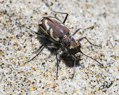 Cicindela bellissima