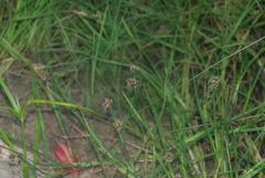 Juncus phaeocephalus