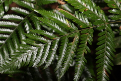 Parapolystichum microsorum