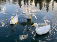 Anas platyrhynchos domesticus