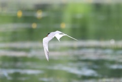 Sterna hirundo