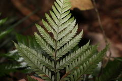 Parapolystichum microsorum